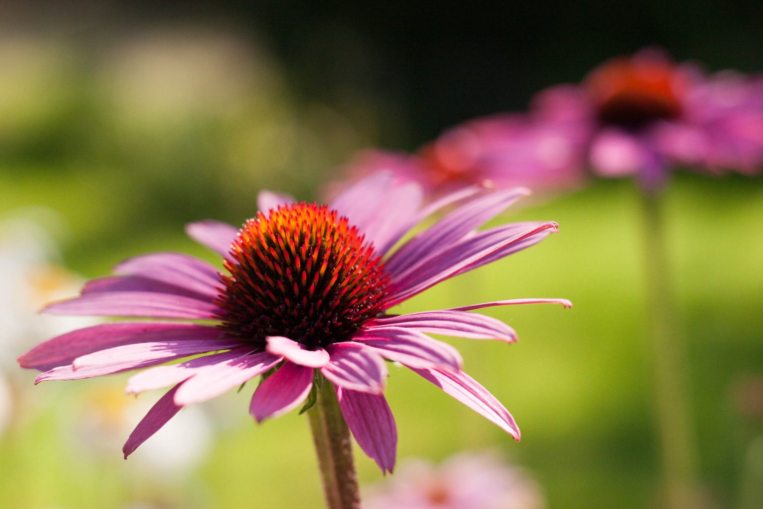 Flowers in the garden at Blackhurst Care Home